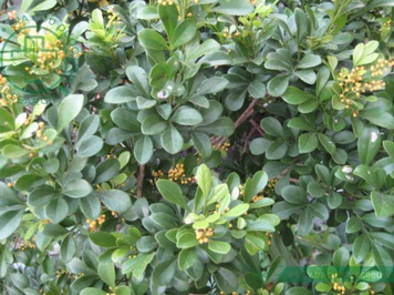 Cây Ngâu rừng. Aglaia pleuropteris Pierre - Cây Thuốc Nam Quanh Ta